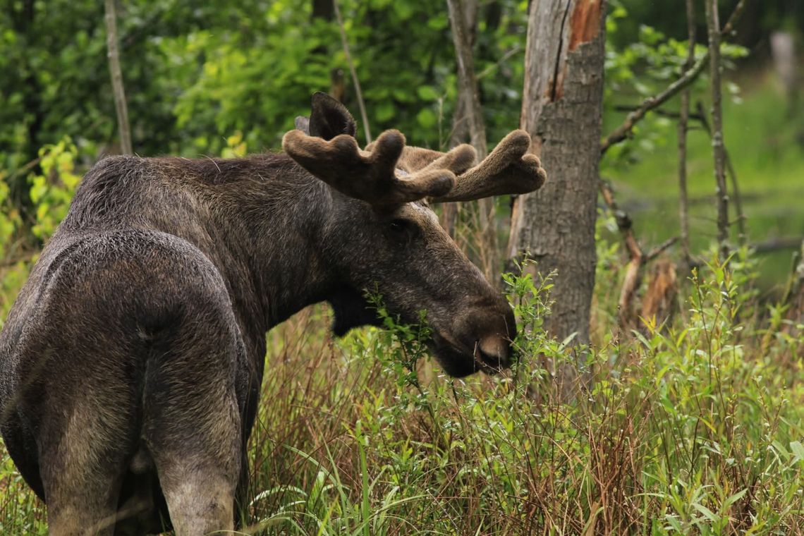 Spacerował wzdłuż drogi powiatowej Bystrzyca – Minkowice Oławskie