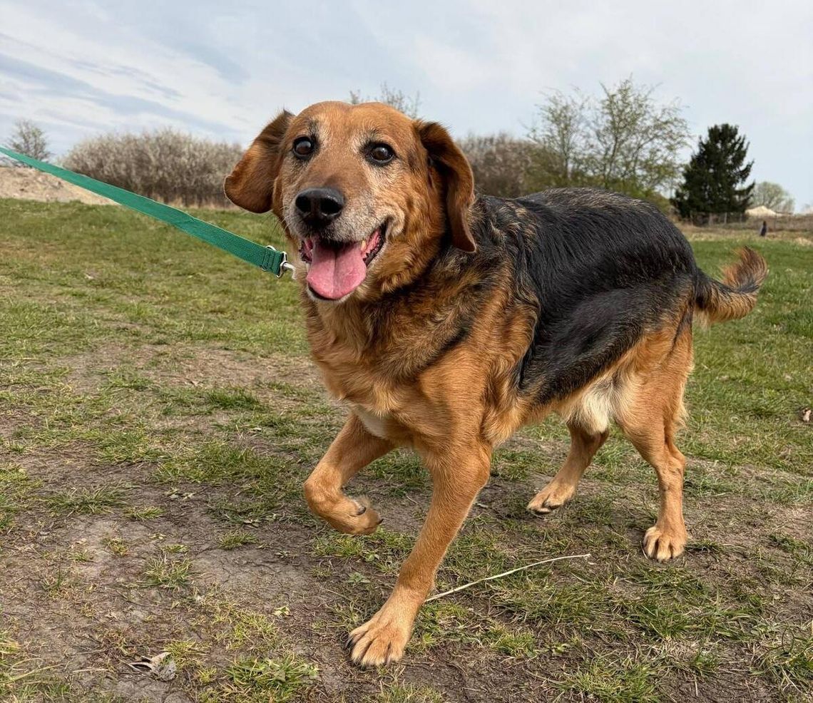 Spokojny i zrównoważony Dolar szuka domu Spokojny i zrównoważony Dolar szuka domu