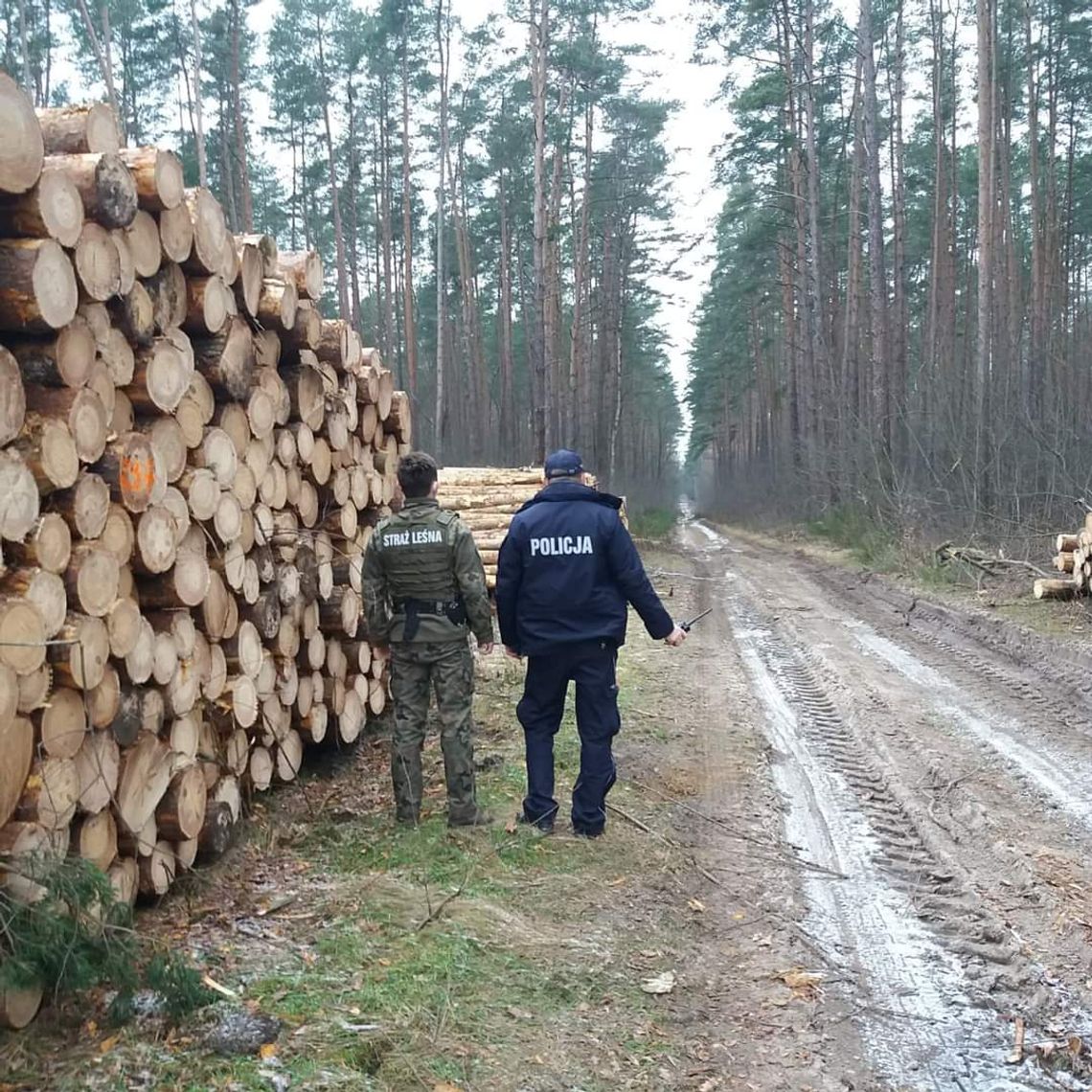 Sprawdzają, czy nie kradną choinek. Co za to grozi? 