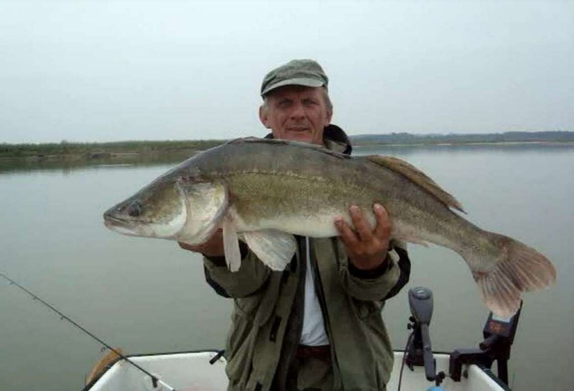 Srebrny sandacz Srebrny sandacz