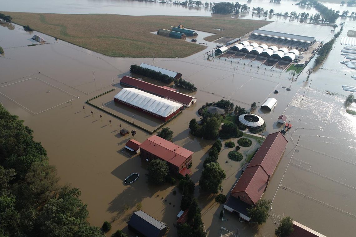 Stajnia pod wodą - trzeba im pomóc się podnieść!