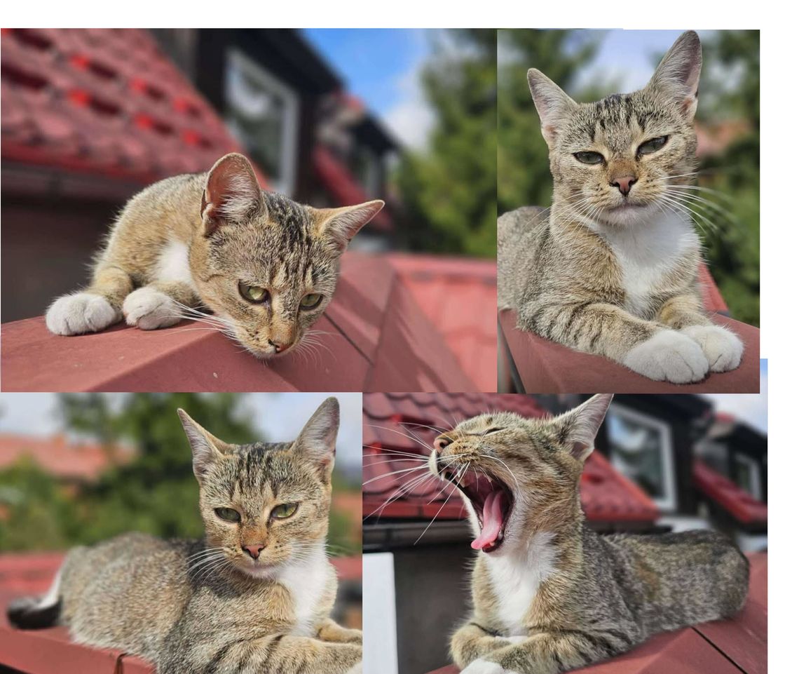 Straciła właściciela. Została sama. Pomożesz?