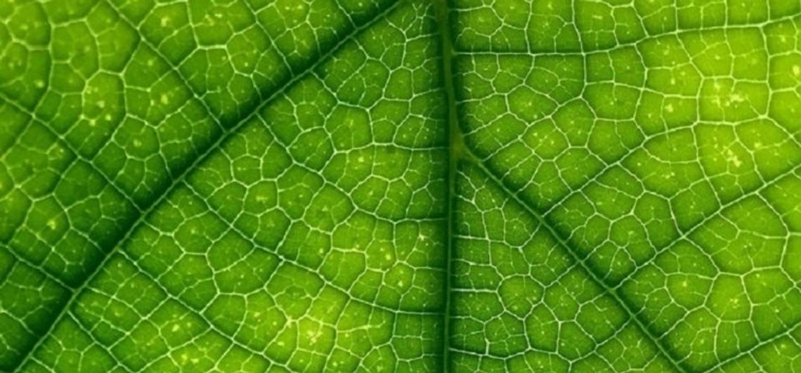 Świadomość klimatyczna Polaków: ile tak naprawdę wiemy o postępujących zmianach Świadomość klimatyczna Polaków: ile tak naprawdę wiemy o postępujących zmianach