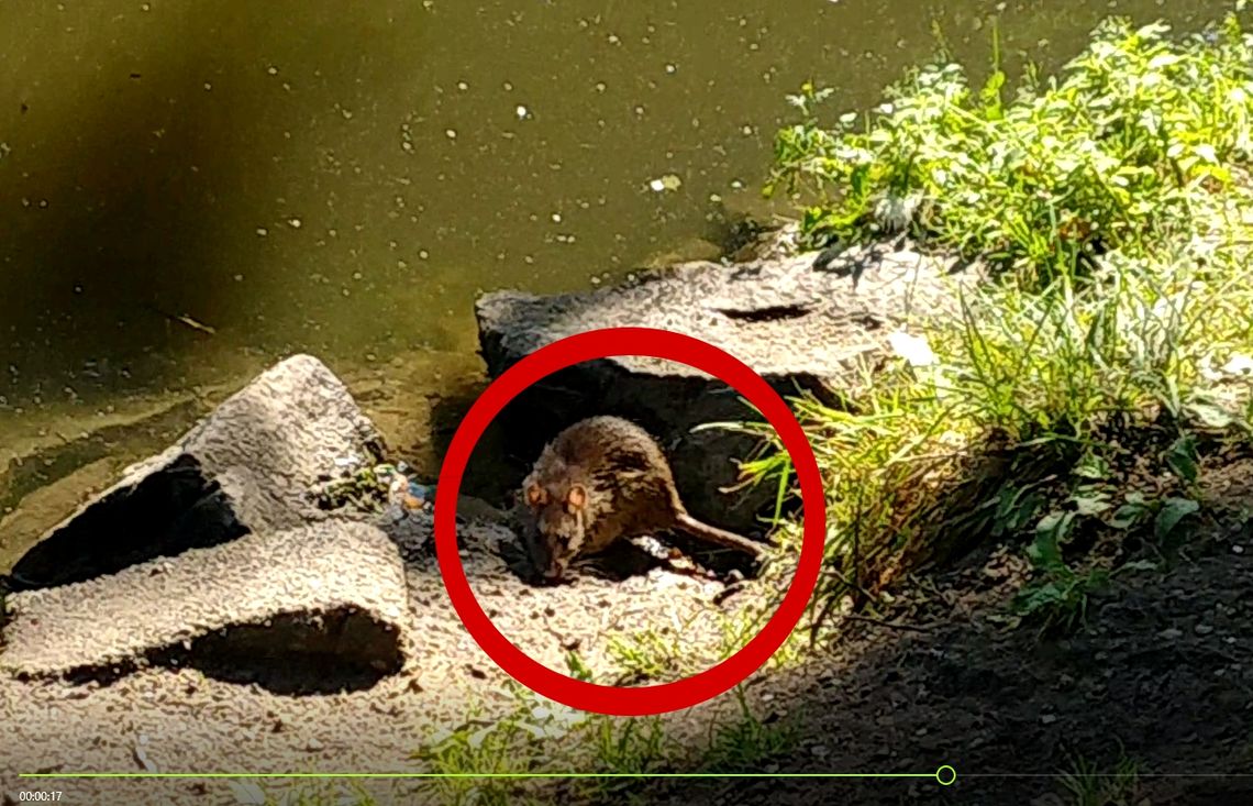 Szczury w parku w Oławie. VIDEO