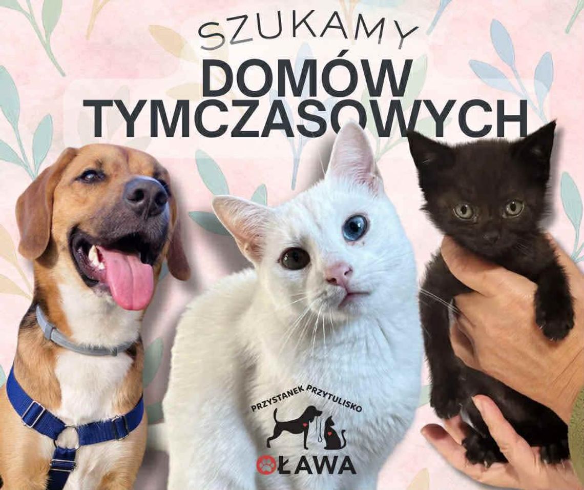 Szukają domów tymczasowych