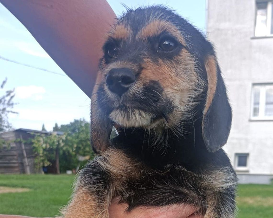 Szukamy dla nich kochających i mądrych opiekunów Szukamy dla nich kochających i mądrych opiekunów