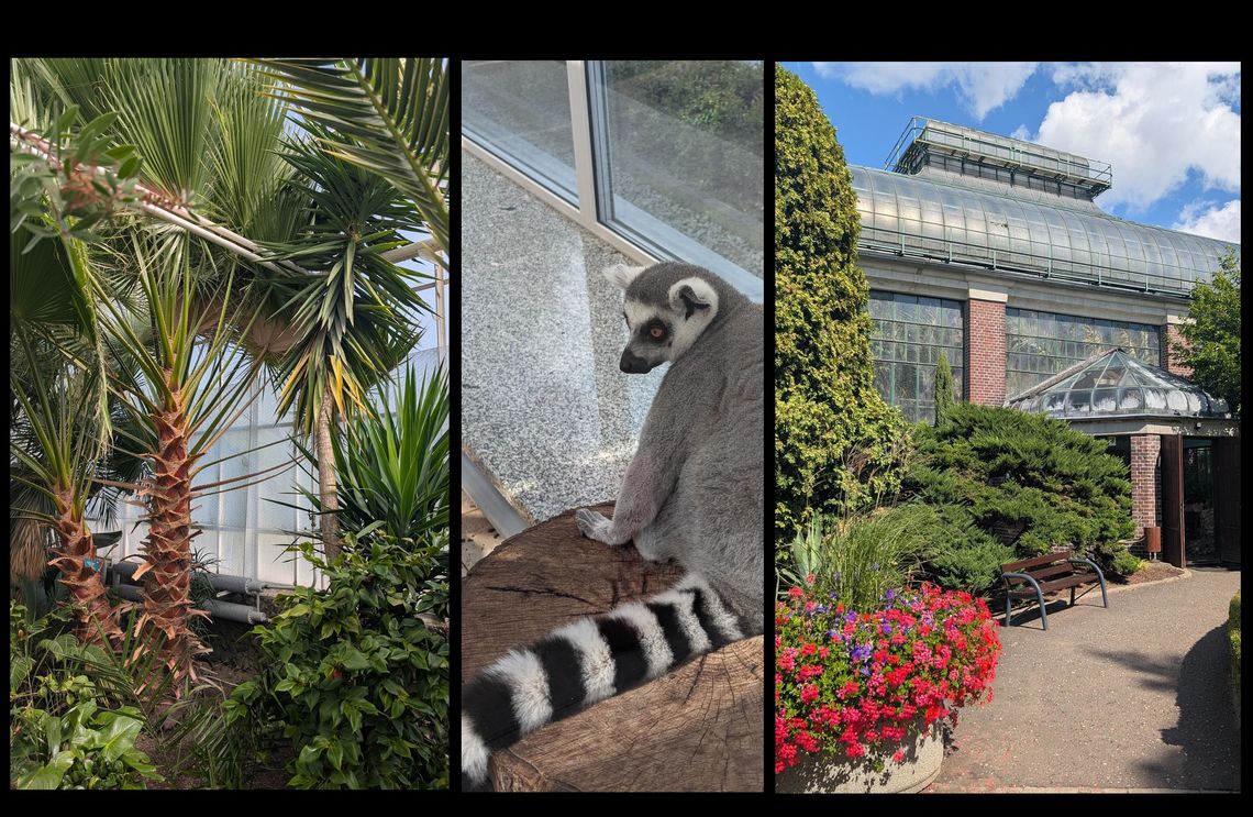 Tę palmiarnię zbudowano dla księżnej Daisy