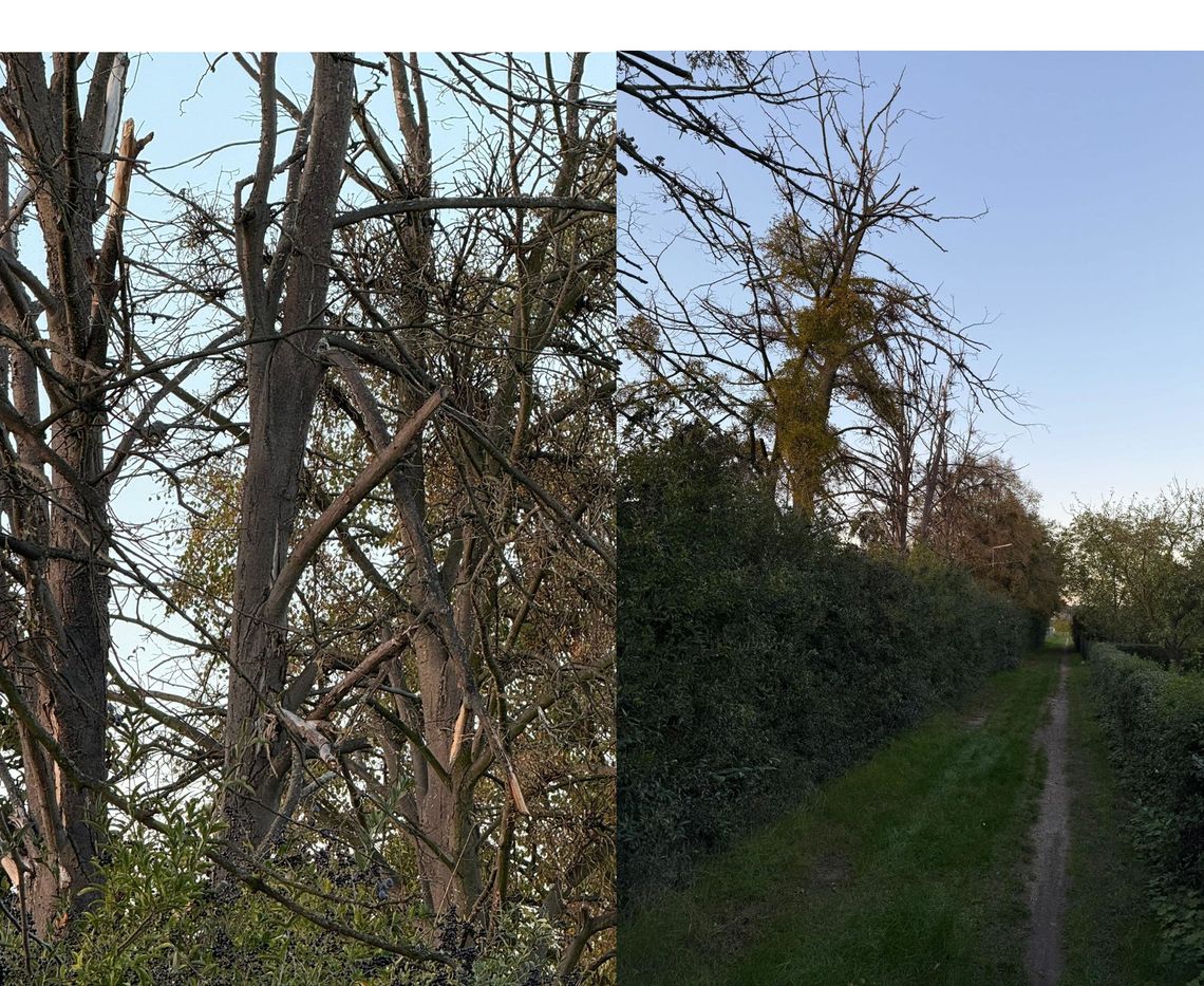 Te suche konary wciąż grożą, że spadną komuś na głowę