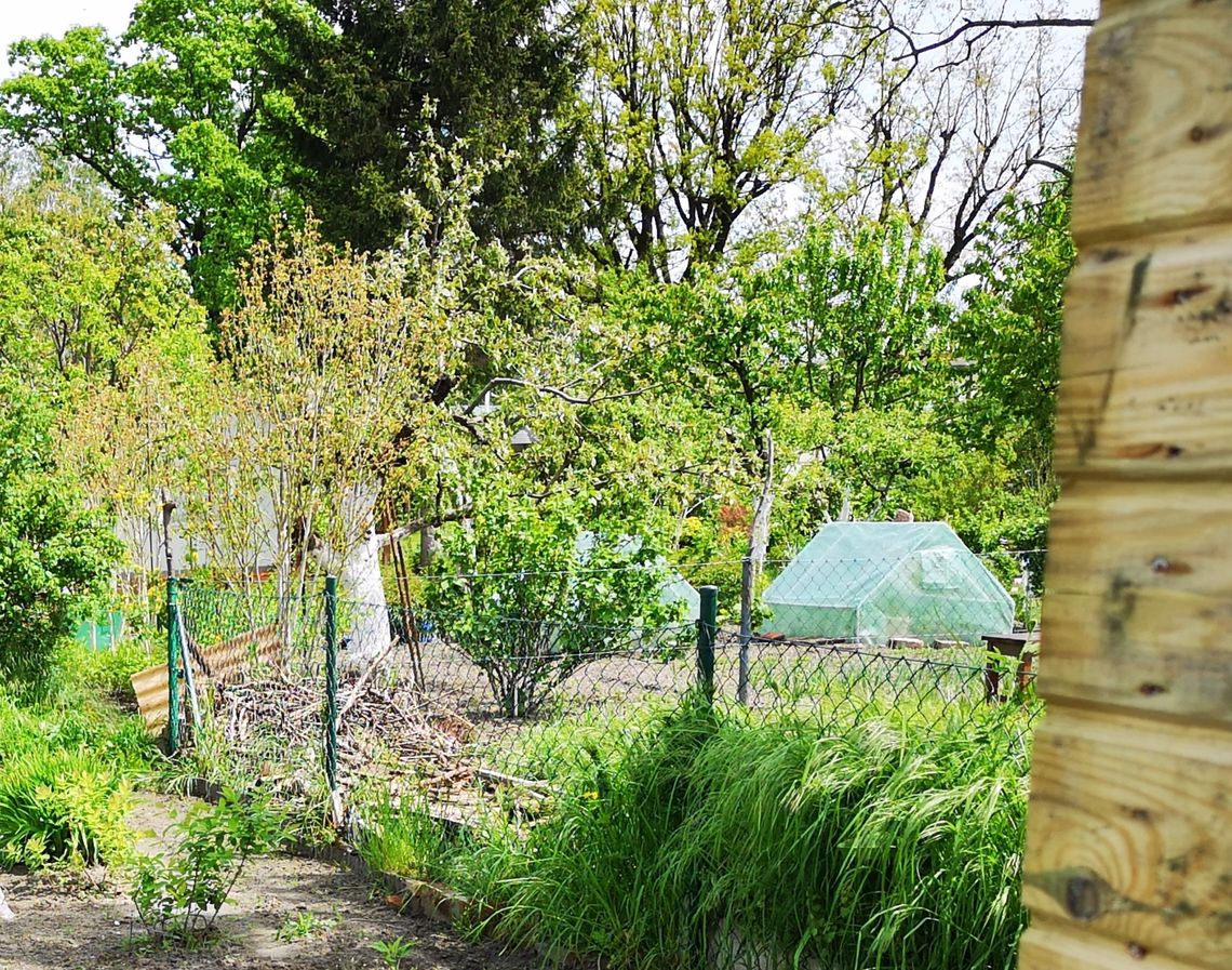 Tęcza szuka ogródka działkowego Tęcza szuka ogródka działkowego