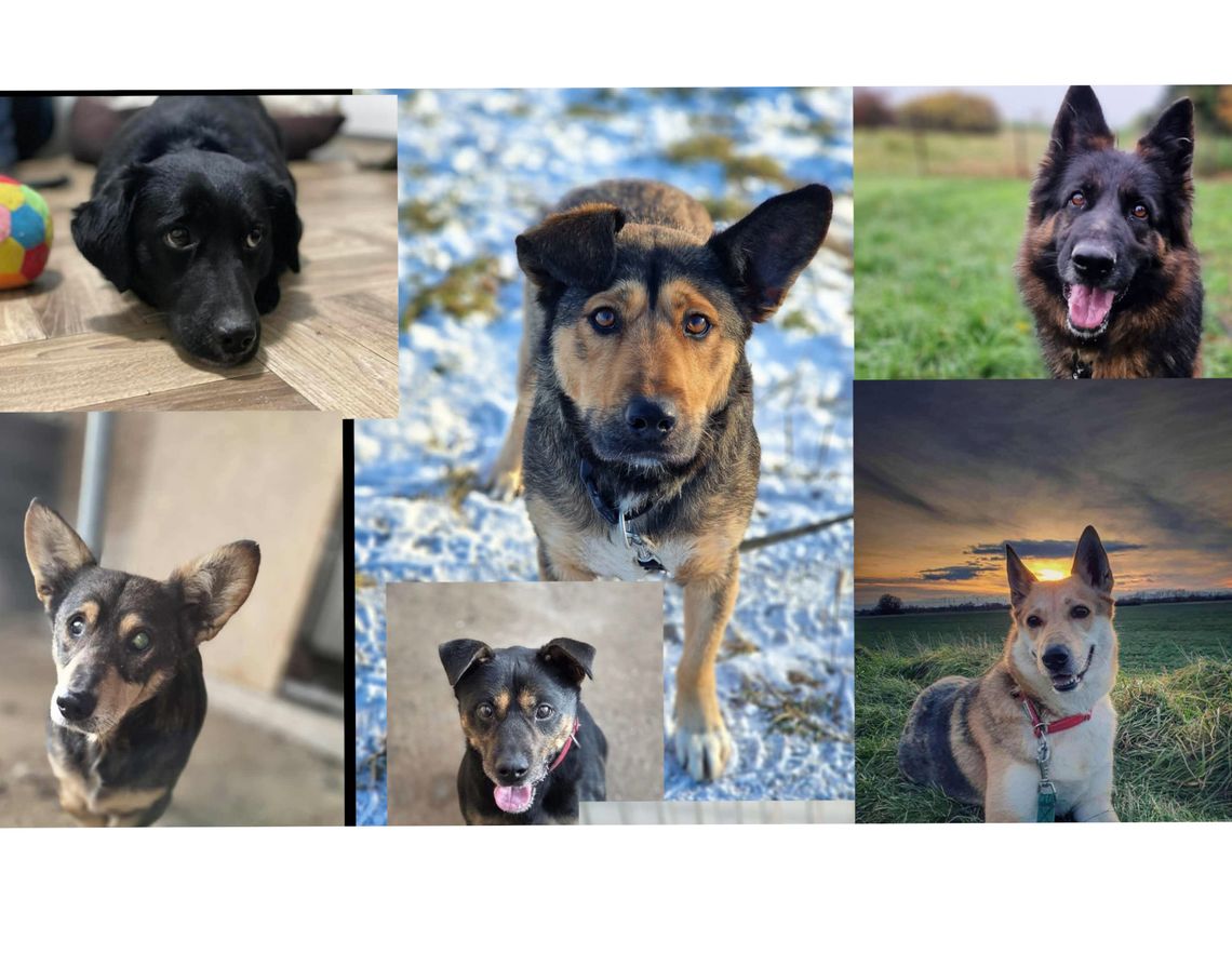 To będzie zimny tydzień. Zabierz je do siebie, choć na parę dni... To będzie zimny tydzień. Zabierz je do siebie, choć na parę dni...