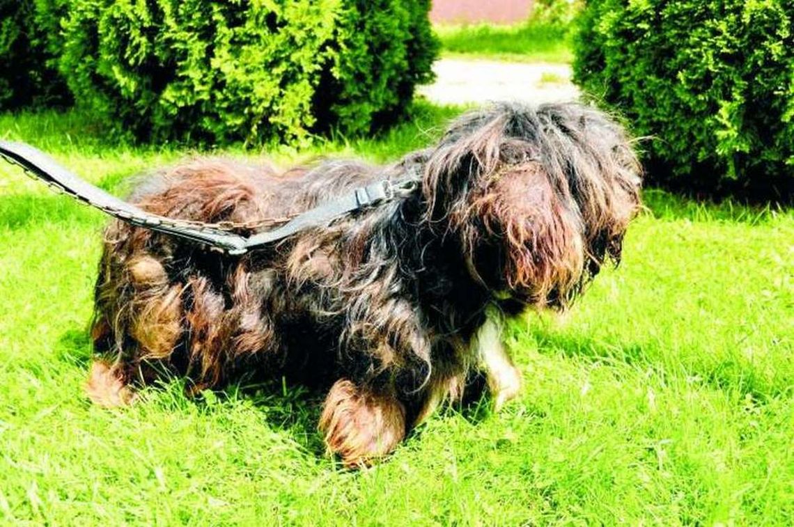 To cud, że przeżył upały