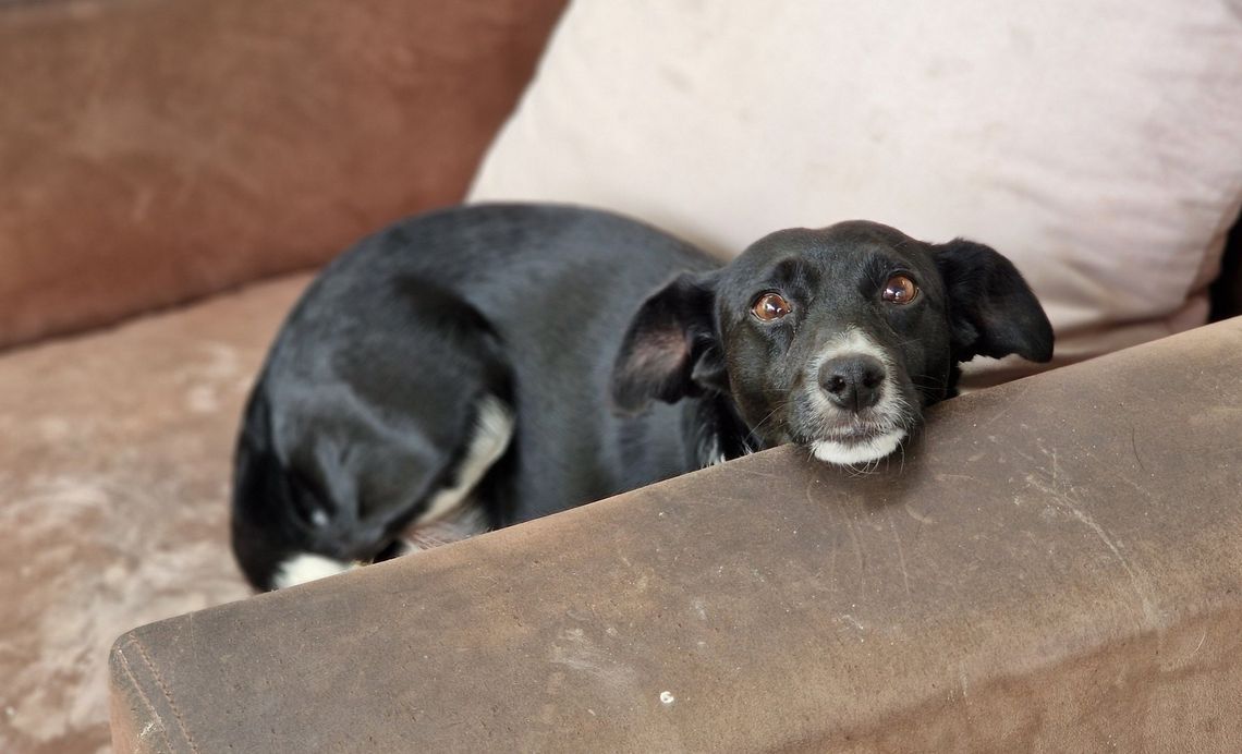 To jedna z tych historii, które chwytają za serce