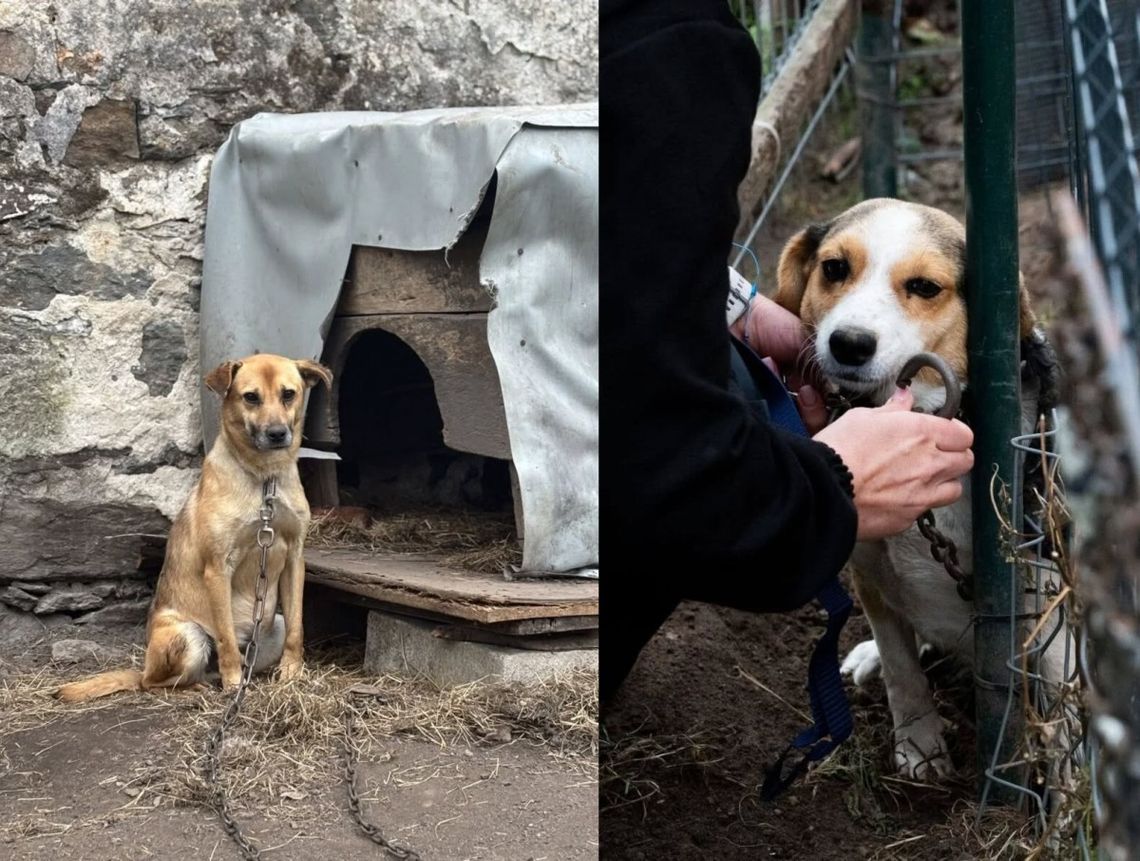 To naprawdę ostatni moment, żeby stanąć po stronie psów To naprawdę ostatni moment, żeby stanąć po stronie psów