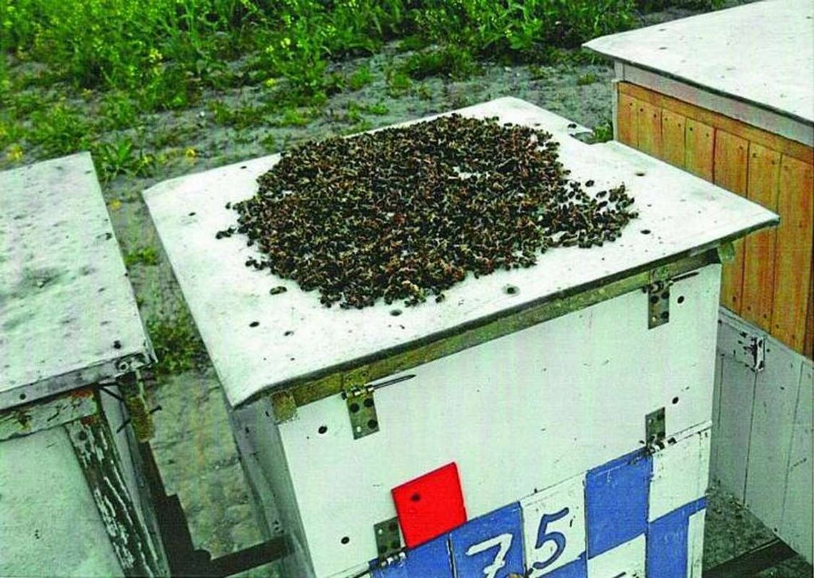 Trwa spór o pszczoły Trwa spór o pszczoły