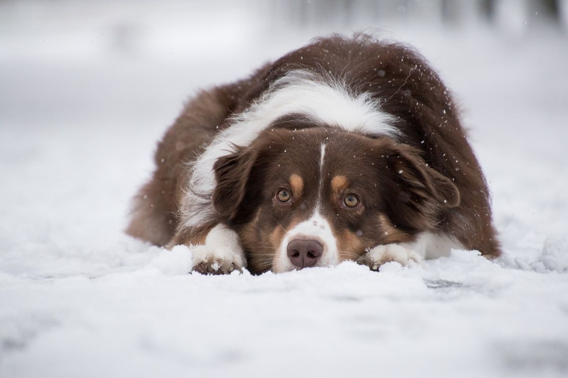 Trzy najważniejsze potrzeby zwierząt zimą
