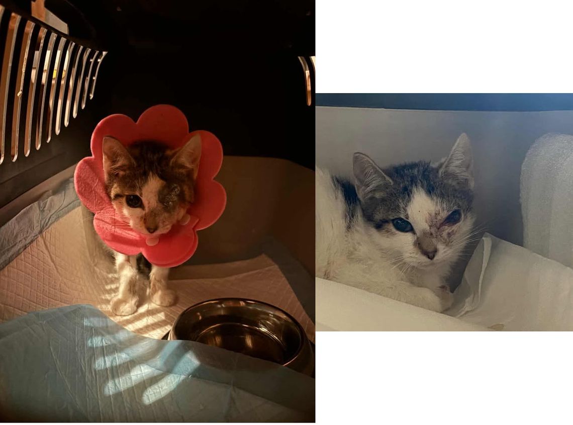 Tytlko Oni pomogli. Dziękuję...