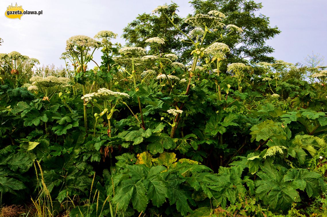 Uwaga! Barszcz parzy również w naszym powiecie Uwaga! Barszcz parzy również w naszym powiecie