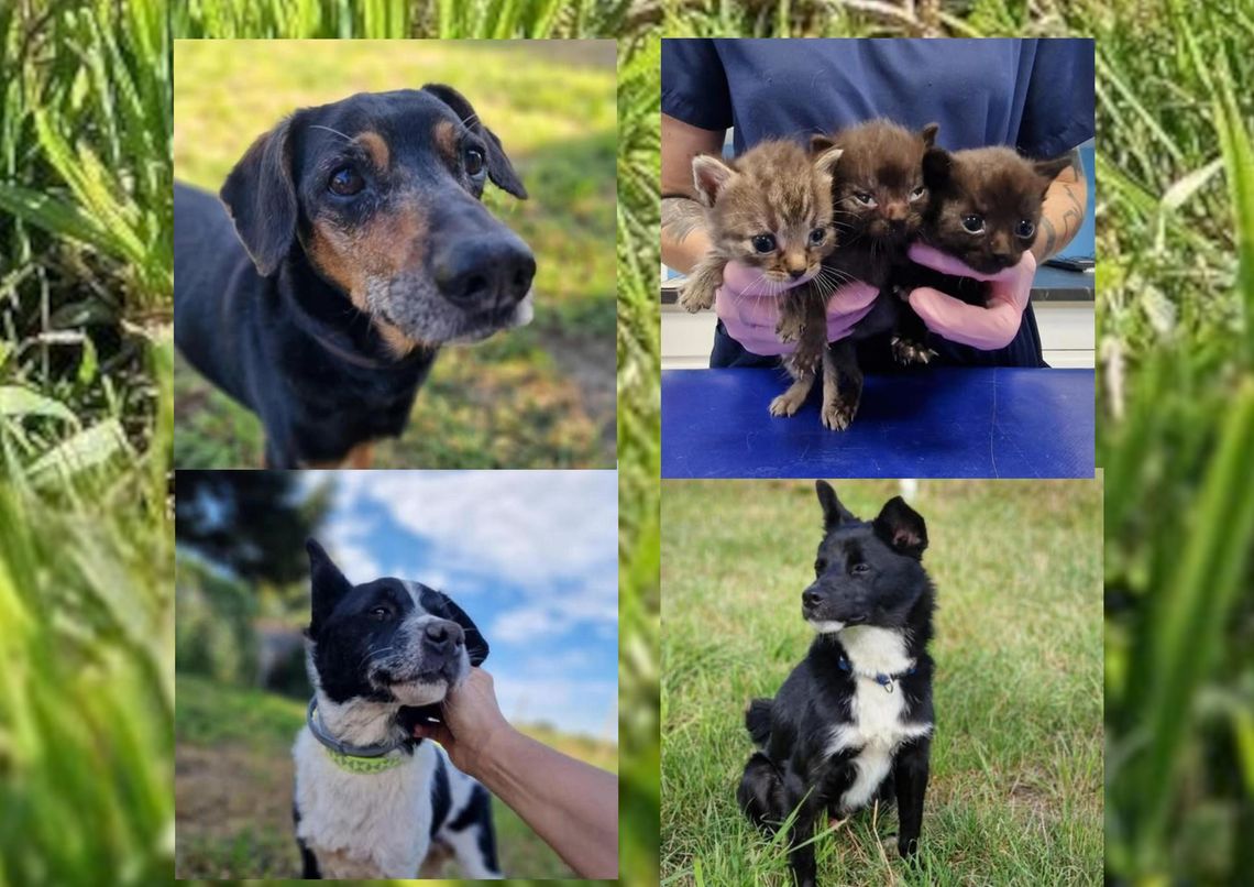 W niedzielę Futrzasta Fiesta W niedzielę Futrzasta Fiesta