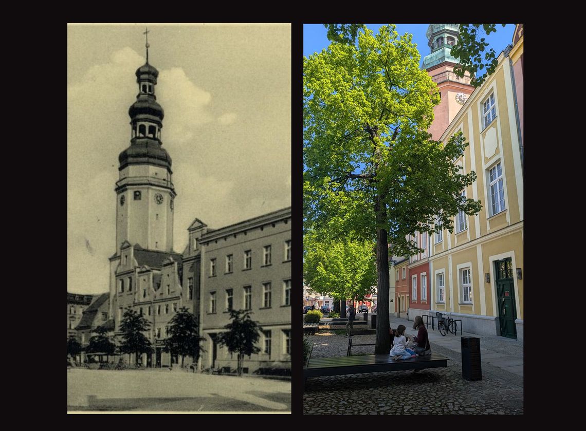 W tym roku mija 100 lat od posadzenia lip wokół ratusza w Oławie
