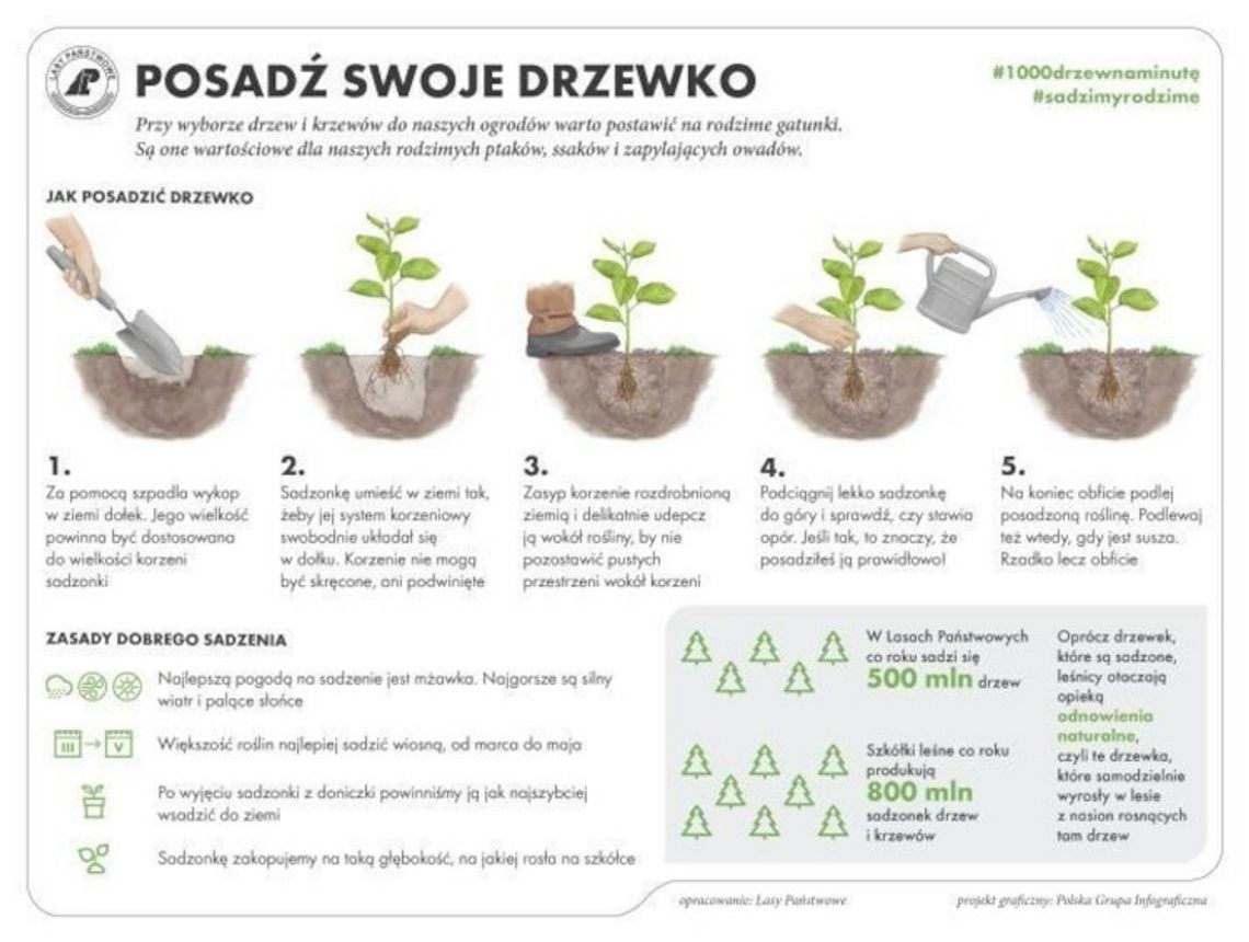 Weź sadzonkę i posadź drzewo