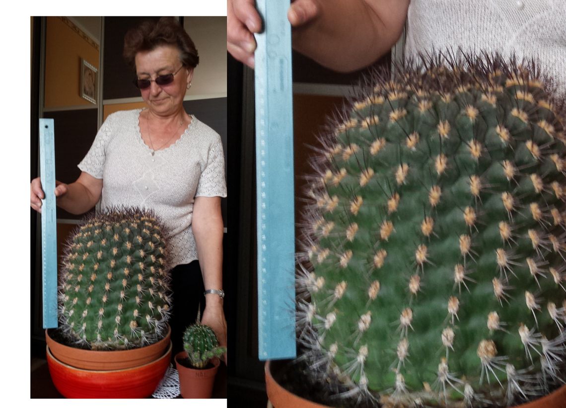 Wielki kaktus trzech dekad