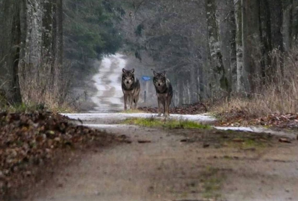 Wilki w naszych lasach