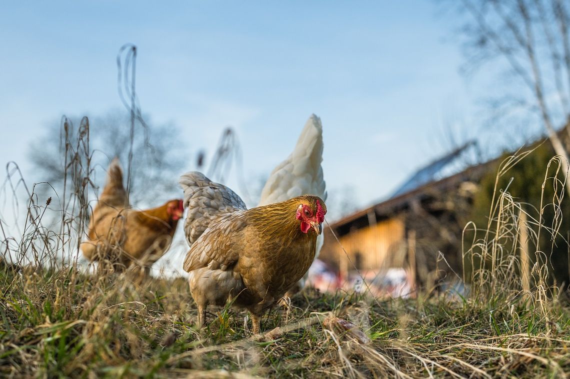 Wirus po sąsiędzku - weterynarz ostrzega i nakazuje