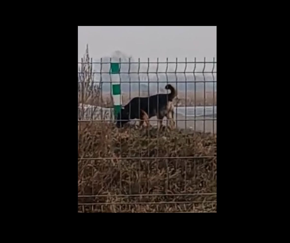 Zaatakował 3-letnią dziewczynkę. Czy ktoś rozpoznaje tego psa?