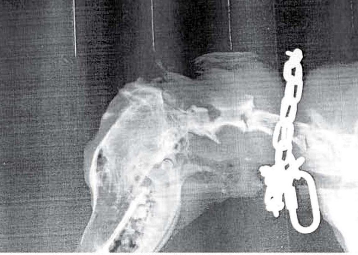 Zabiła, bo... ucieszył się na jej widok Zabiła, bo... ucieszył się na jej widok