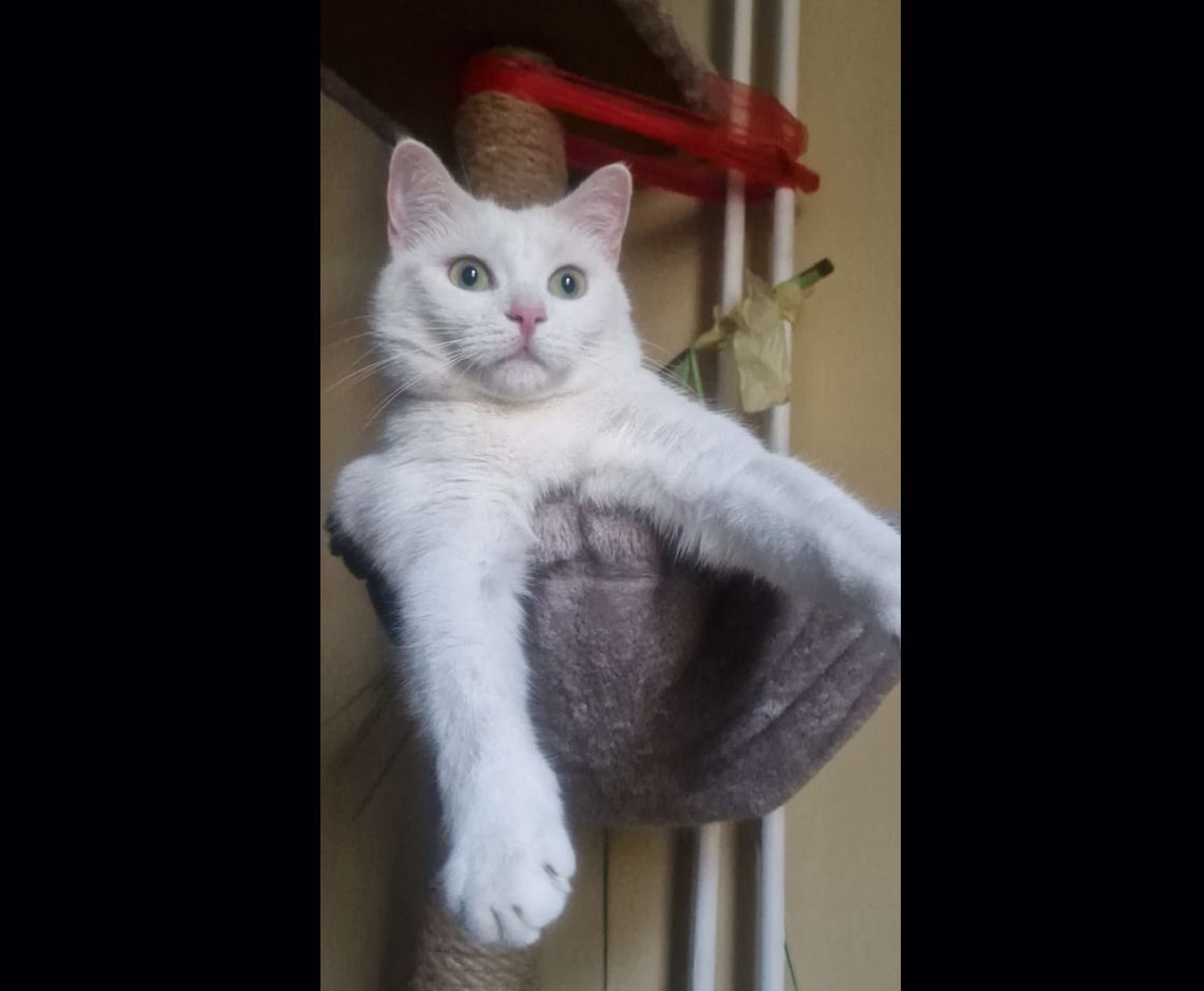 Zaginęła kotka - jest nagroda