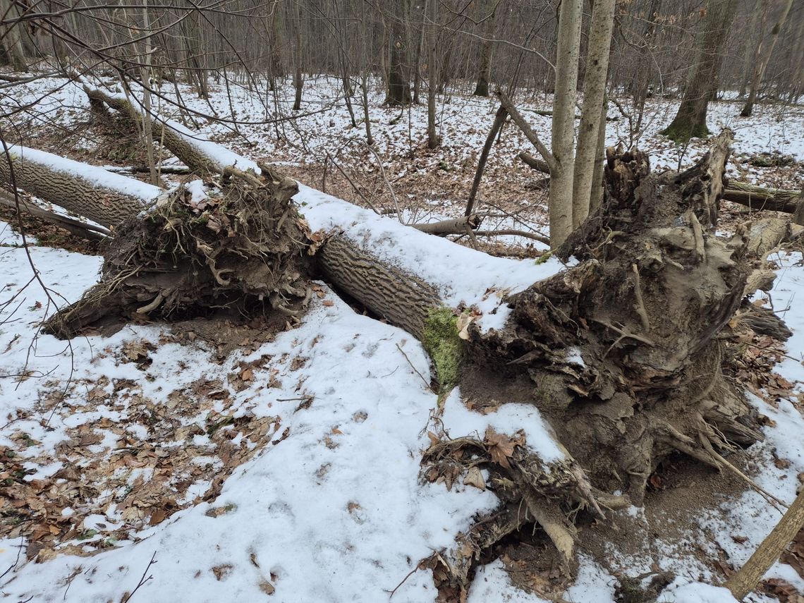 Zakaz wstępu do lasu przedłużono do końca maja
