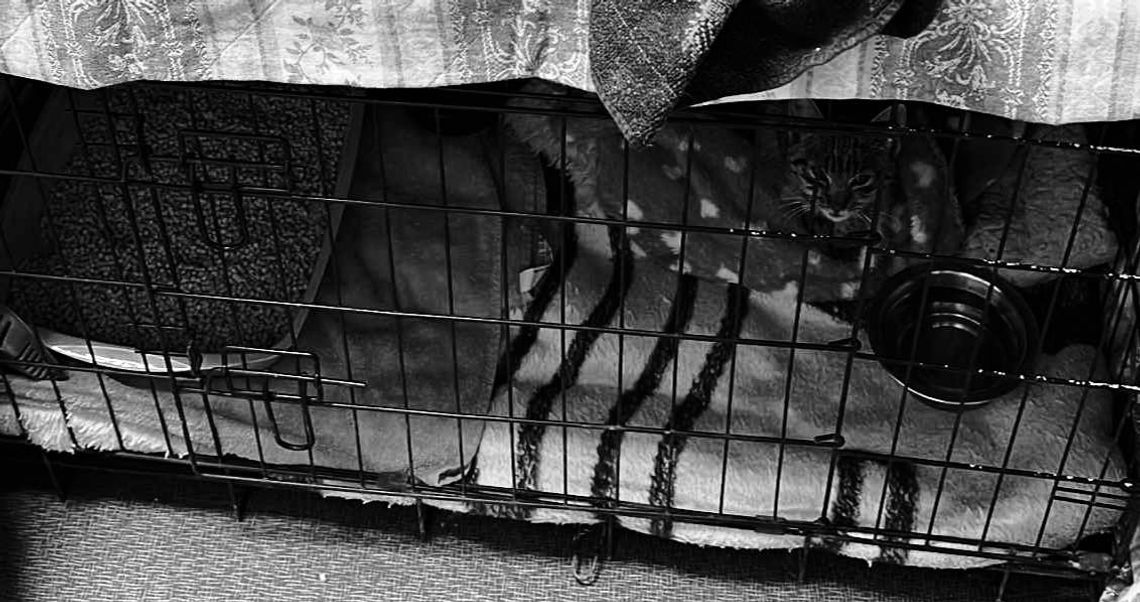 Zaniepokojenie kocim tyfusem podczas dnia otwartego w schronisku