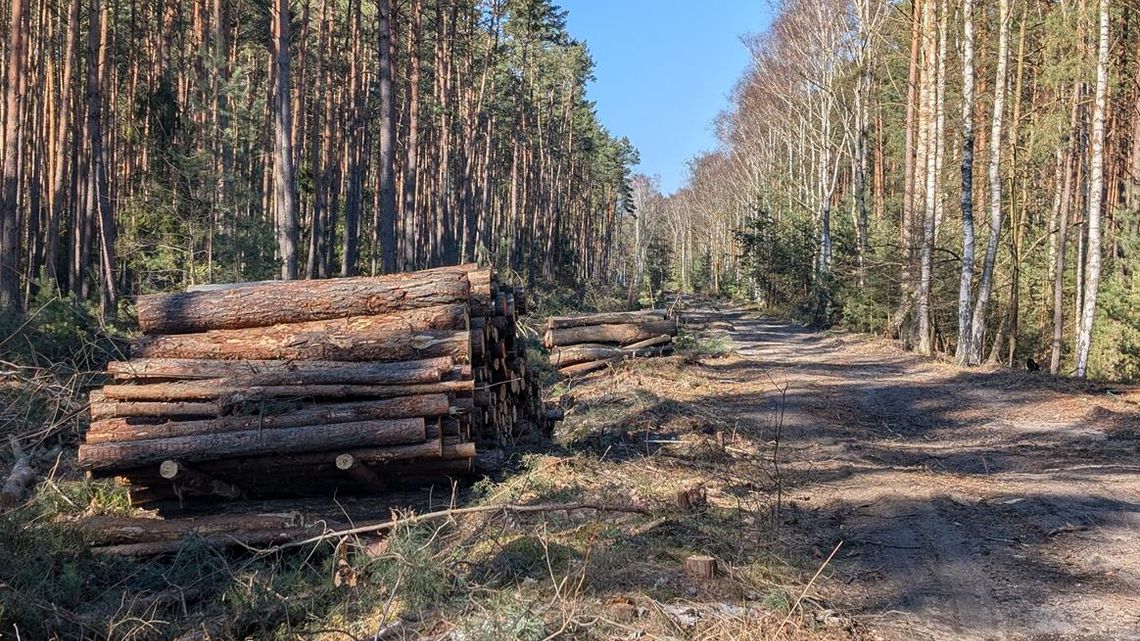 Zaniepokojony czytelnik pyta o tę wycinkę. Mamy odpowiedź