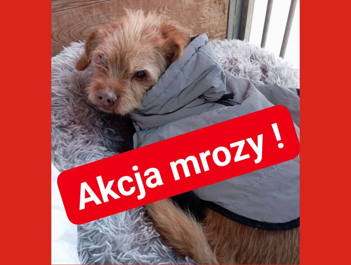 Zapowiada się tęgi mróz. Potrzebne domy tymczasowe
