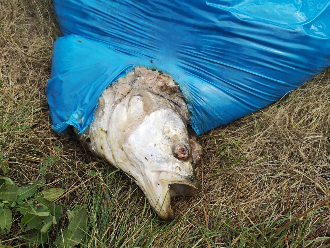 Zdechłych ryb w Odrze jeszcze więcej, a kolejny problem to ich smród