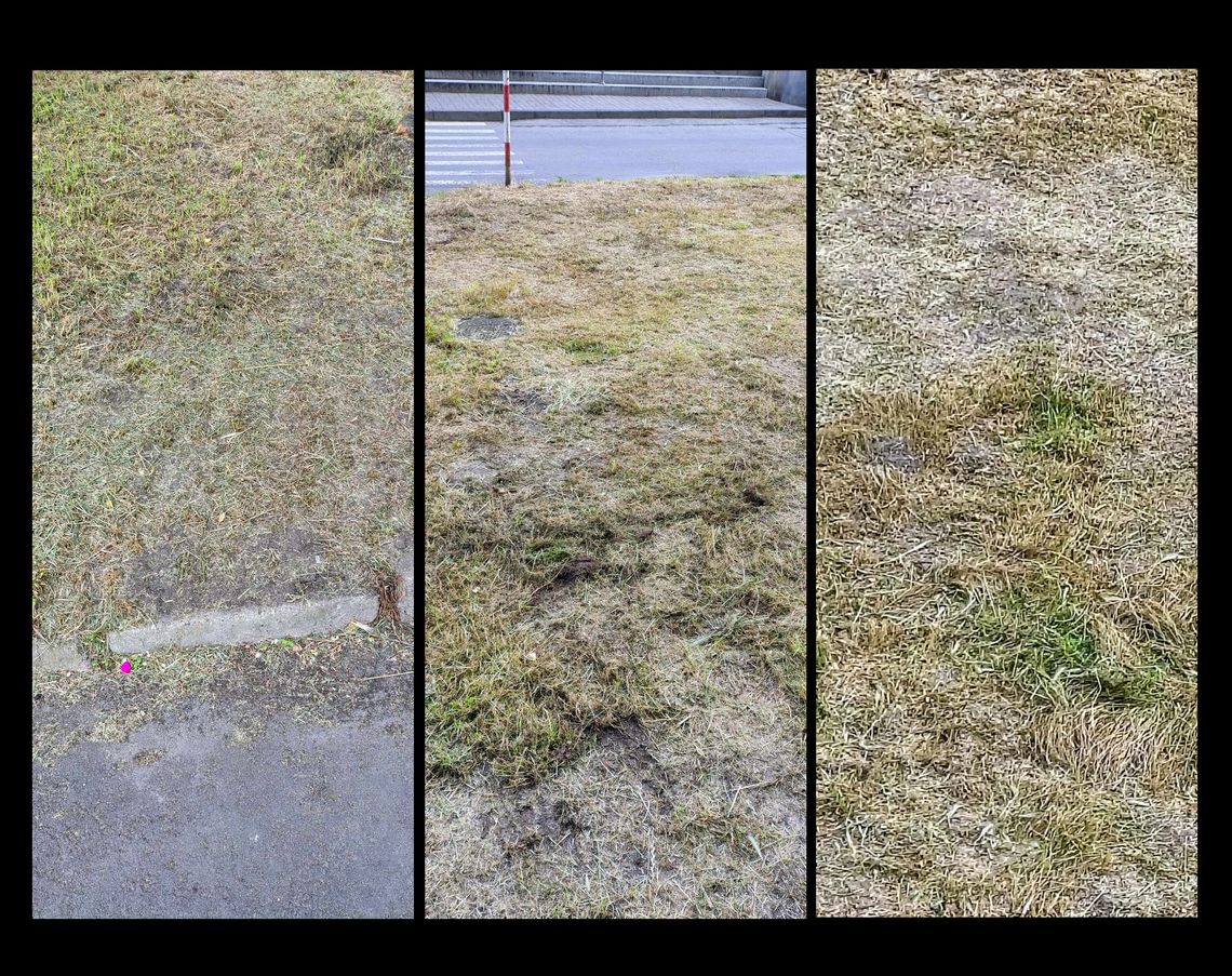 Ze skrajności w skrajność, czyli koszenie trawy