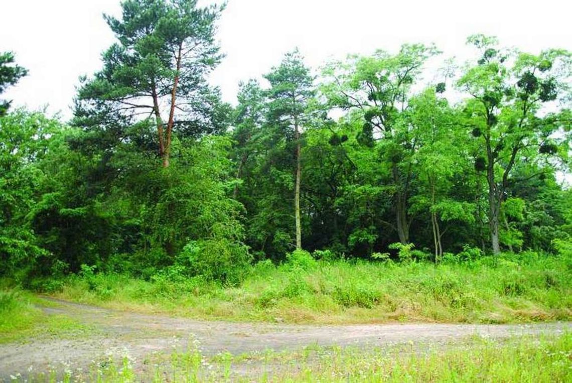Zielone płuca Stanowic zagrożone?