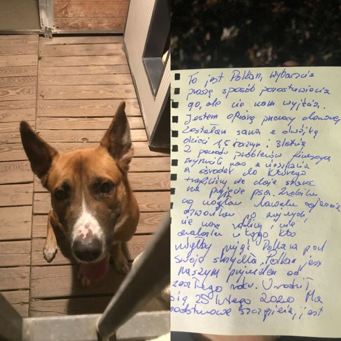 Zostawiła psa i wzruszający list. "Zrobiłam co mogłam, proszę, znajdźcie mu dobry dom..."