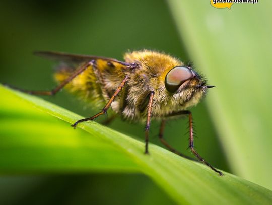 Fotografie Krzysztofa Jaworskiego