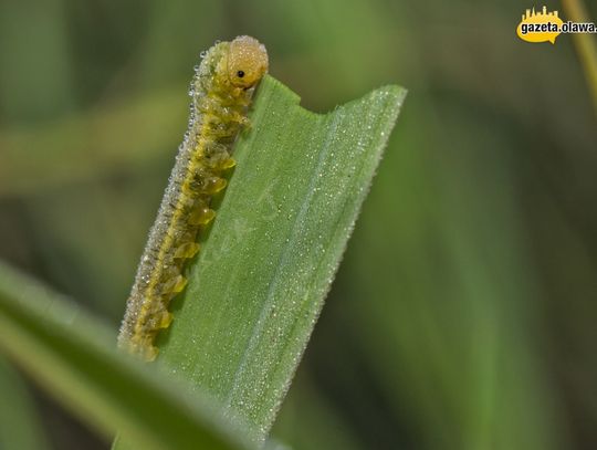 Fotografie Krzysztofa Jaworskiego