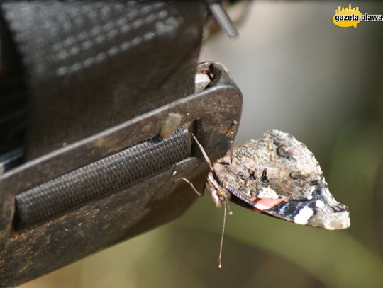 Motyl Xaviera i inne zdjęcia