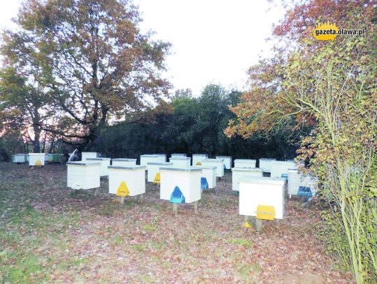 Pszczoły na grobach