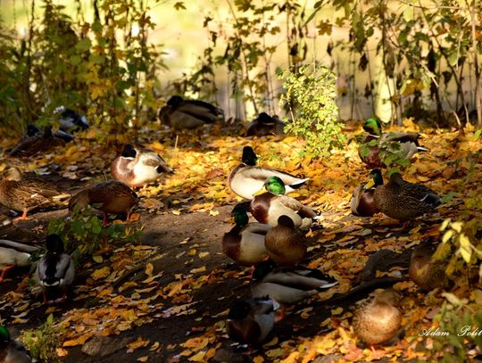 Różne odsłony jesieni w powiecie