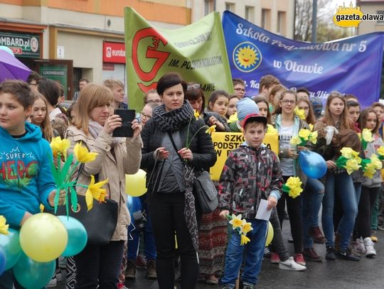 Żonkile zdążyły zakwitnąć