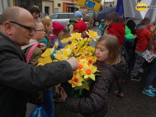 Żonkile zdążyły zakwitnąć