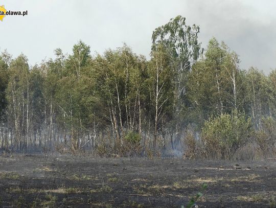 Ogień rozprzestrzeniał się błyskawicznie. Akcję utrudniał wiatr