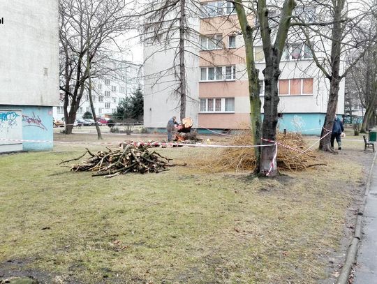 Tną drzewa gdzie tylko można. Wyślij nam zdjęcie