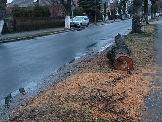 Tną drzewa gdzie tylko można. Wyślij nam zdjęcie