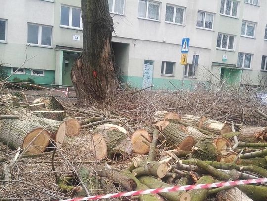 Tną drzewa gdzie tylko można. Wyślij nam zdjęcie