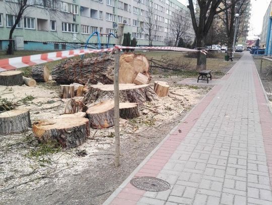 Tną drzewa gdzie tylko można. Wyślij nam zdjęcie